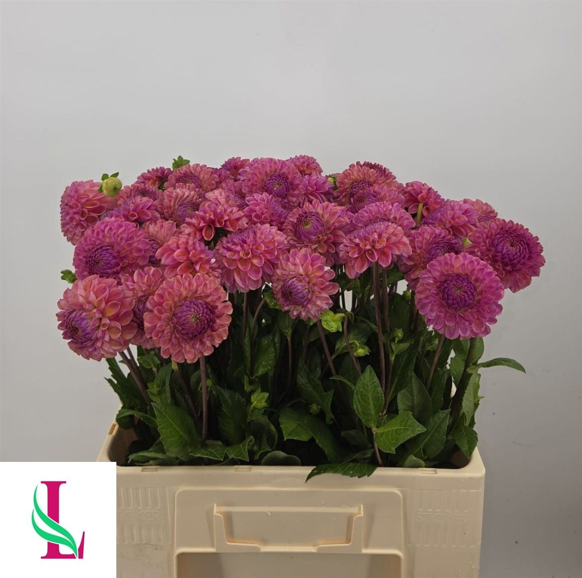 Dahlia Caitlin's Joy 55cm