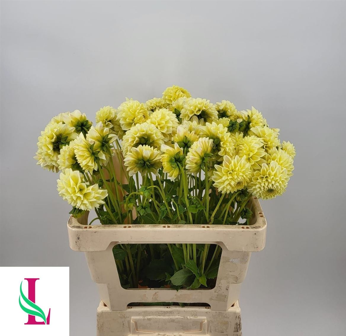 Dahlia Banana Baby 55cm