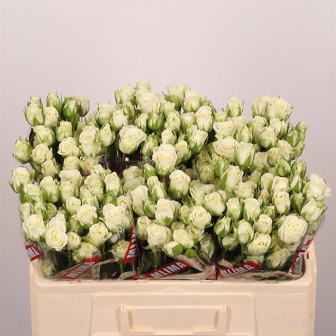 Rosa Spray Snowflake 50cm 5+
