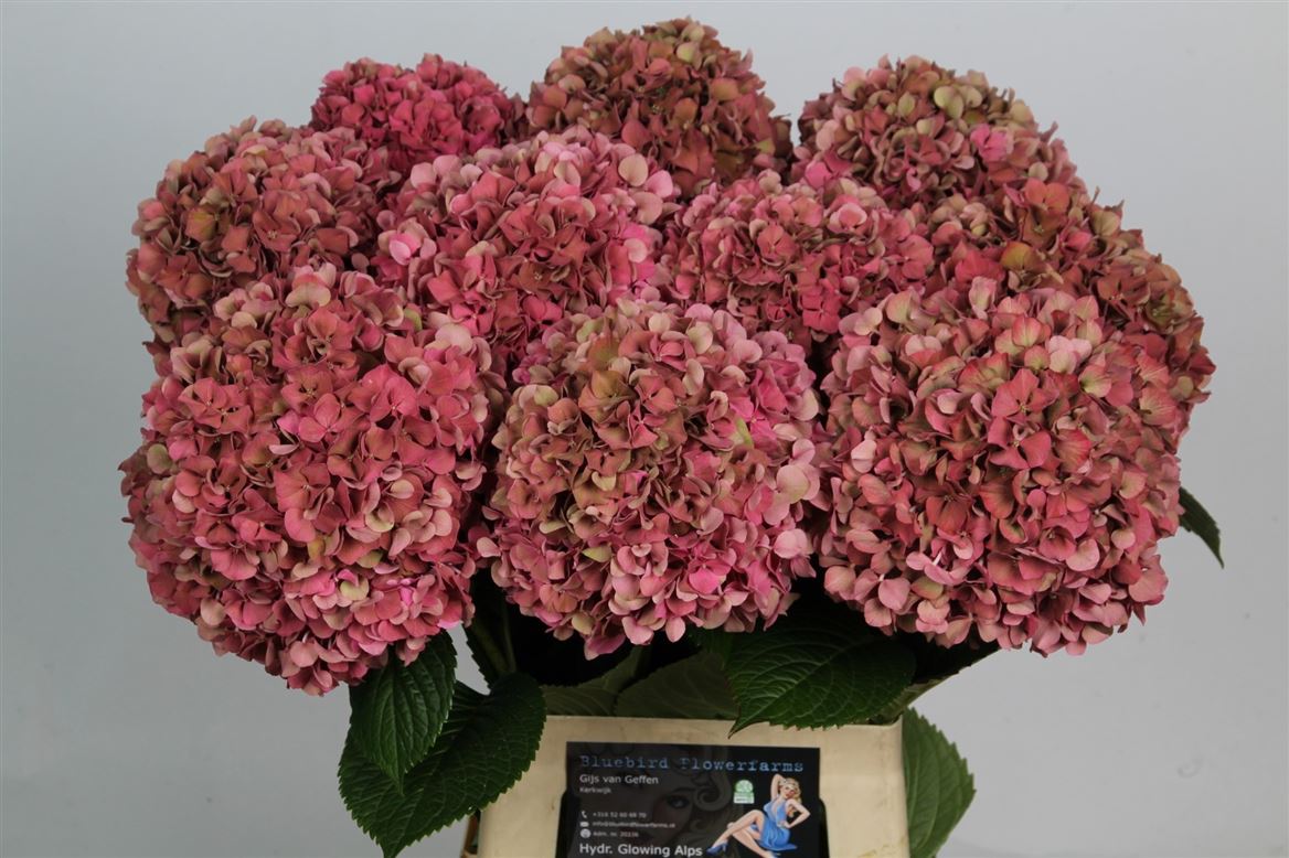 Hydrangea Glowing Alps Classic 70cm 16-18cm Hd