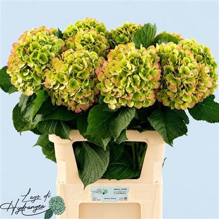 Hydrangea Verena Classic 80cm 20-22cm Hd