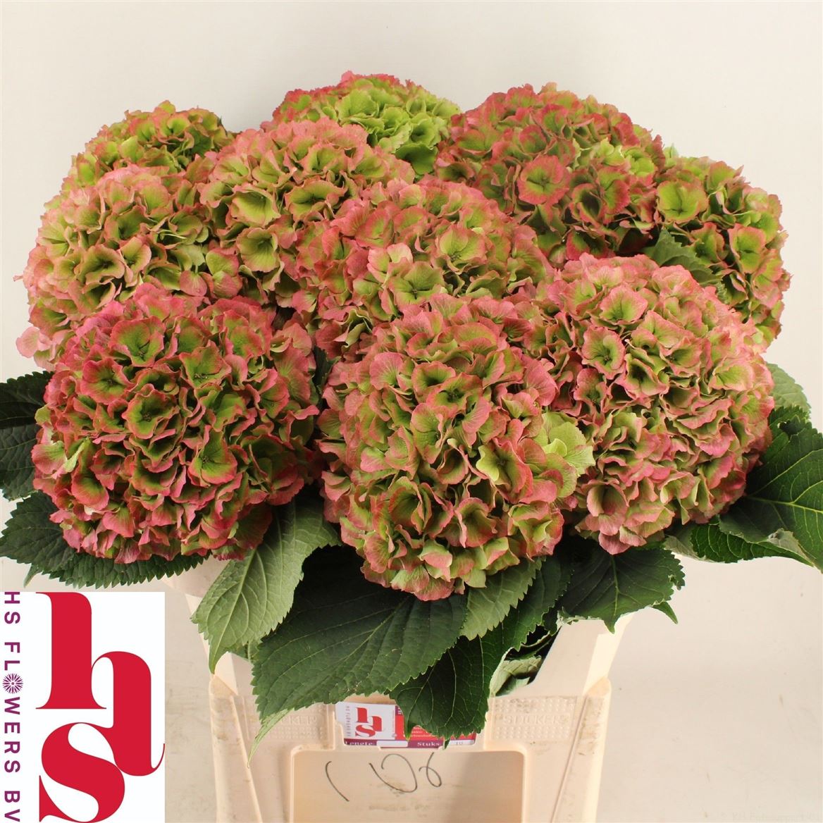 Hydrangea Verena Classic 80cm 20-22cm Hd