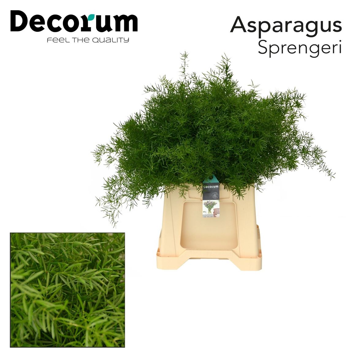 Asparagus Densiflorus Sprengeri 45cm
