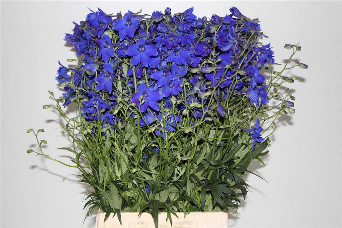 Delphinium Single Volkerfrieden 60cm