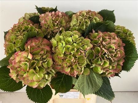 Hydrangea Elbtal Classic 80cm 20-22cm Hd