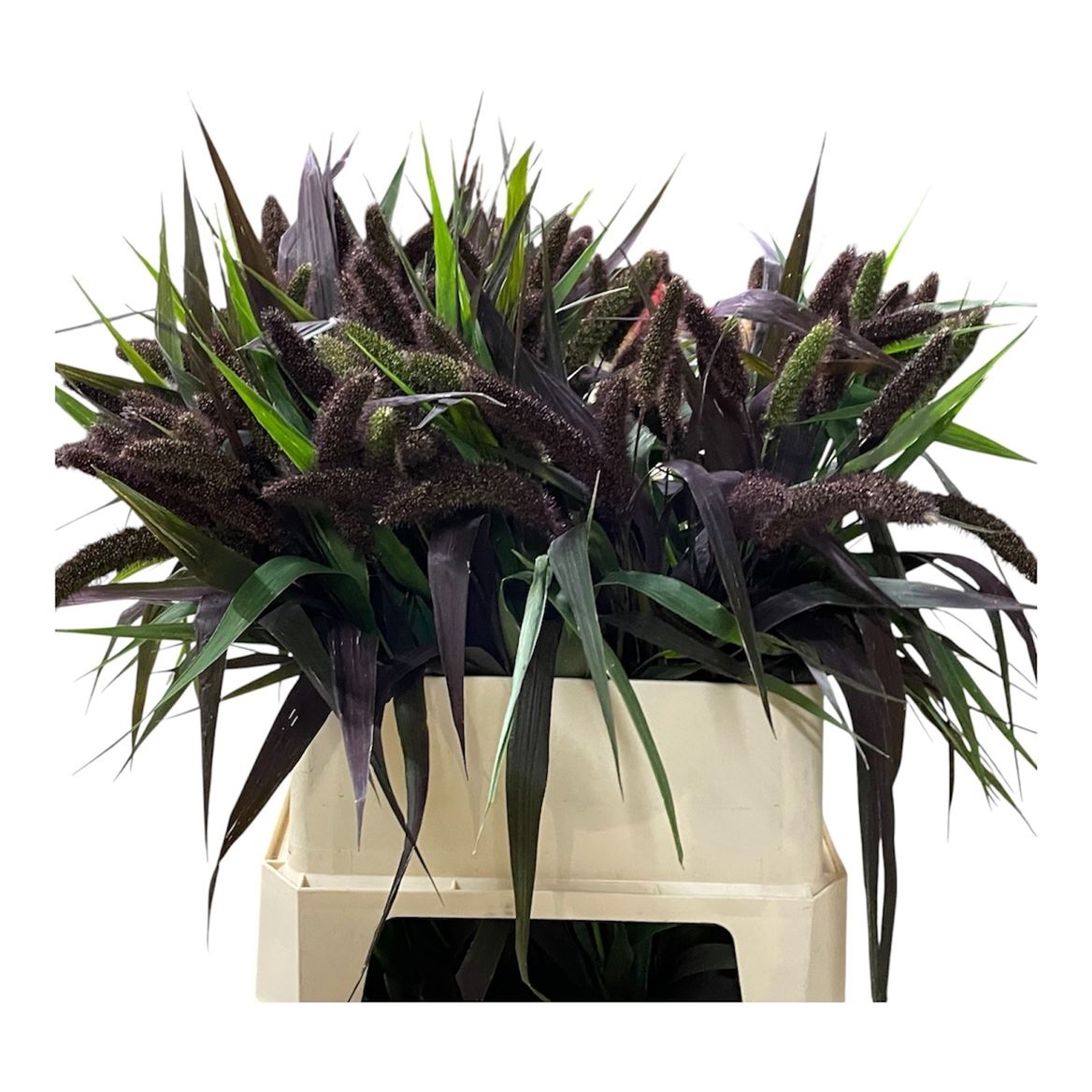 Setaria Italica Red Jewel 80cm