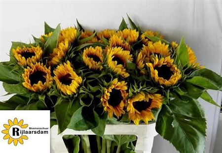 Helianthus Sunrich Orange 80cm