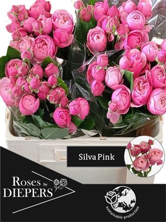 Rosa Spray Silva Pink+ 40cm 1+