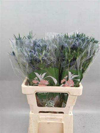 Eryngium Planum Magical Blue Lagoon 60cm