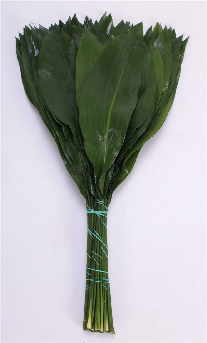 Aspidistra Leaves Bunch 70cm