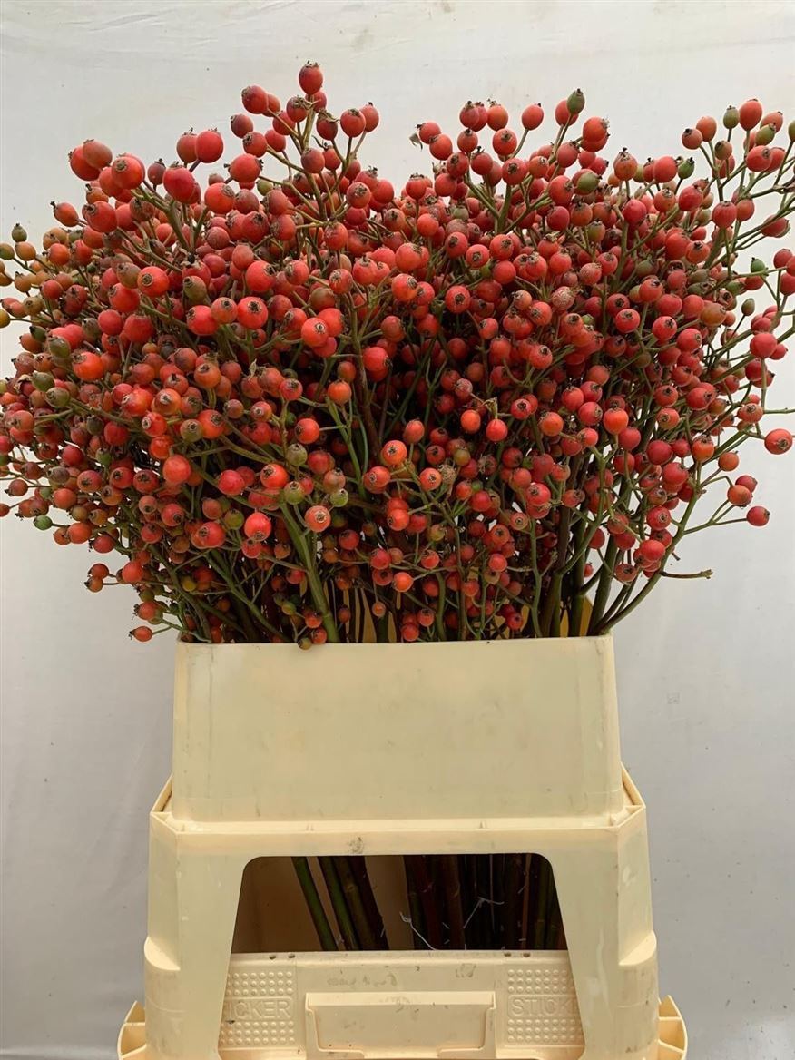 Rosa Magical Passoa 90cm