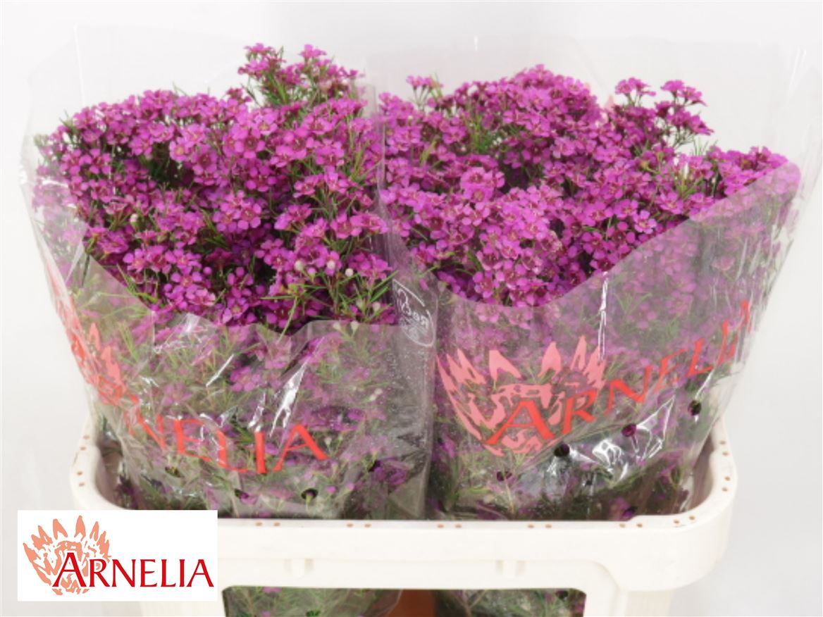 Chamelaucium Free Spirit 70cm 45gr.
