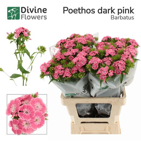 Di Barb Poethos Dark Pink