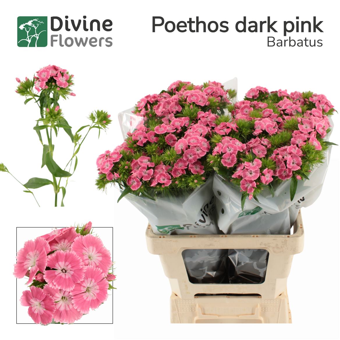 Di Barb Poeth D Pink 60cm