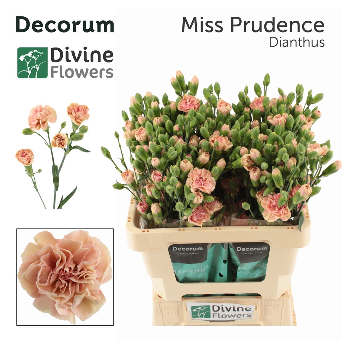 Dianthus Spray Miss Prudence 60cm