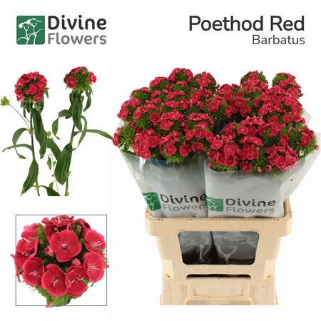 Di Barb Poethos Red