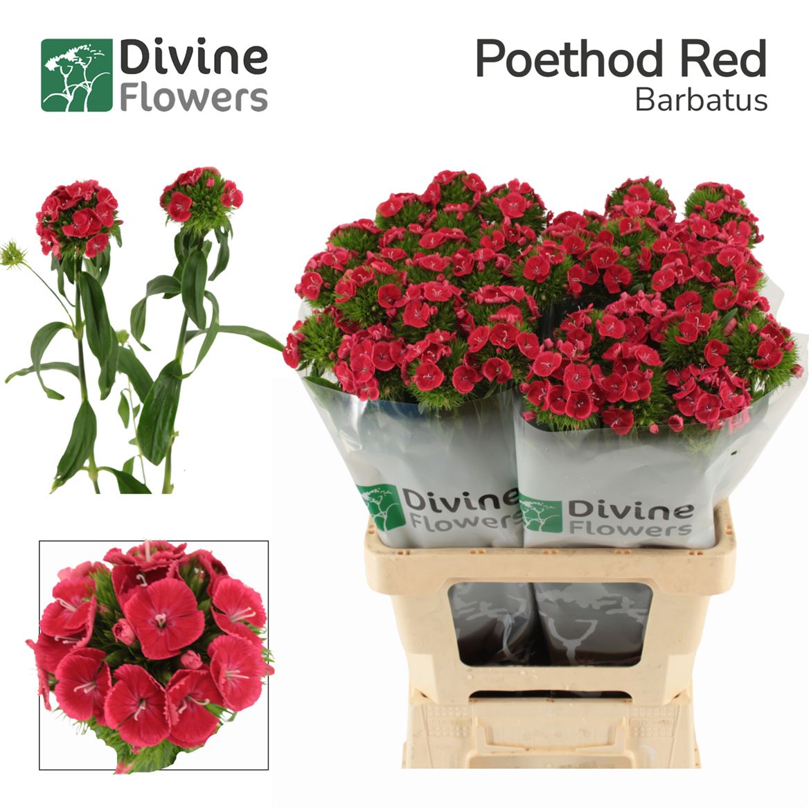 Di Barb Poeth Red 60cm