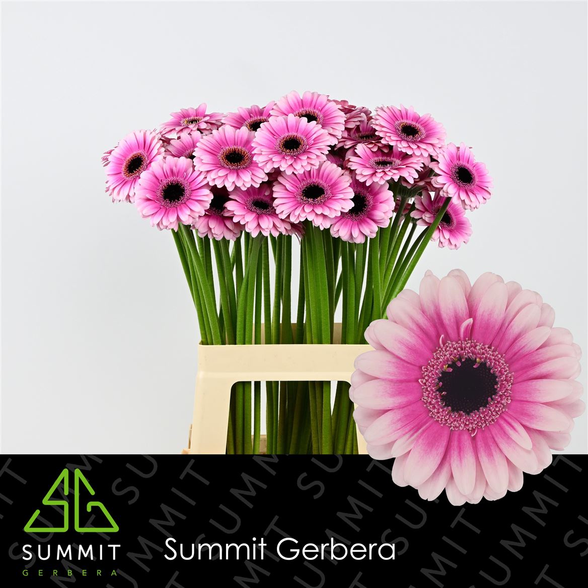 Gerbera Mini Leando