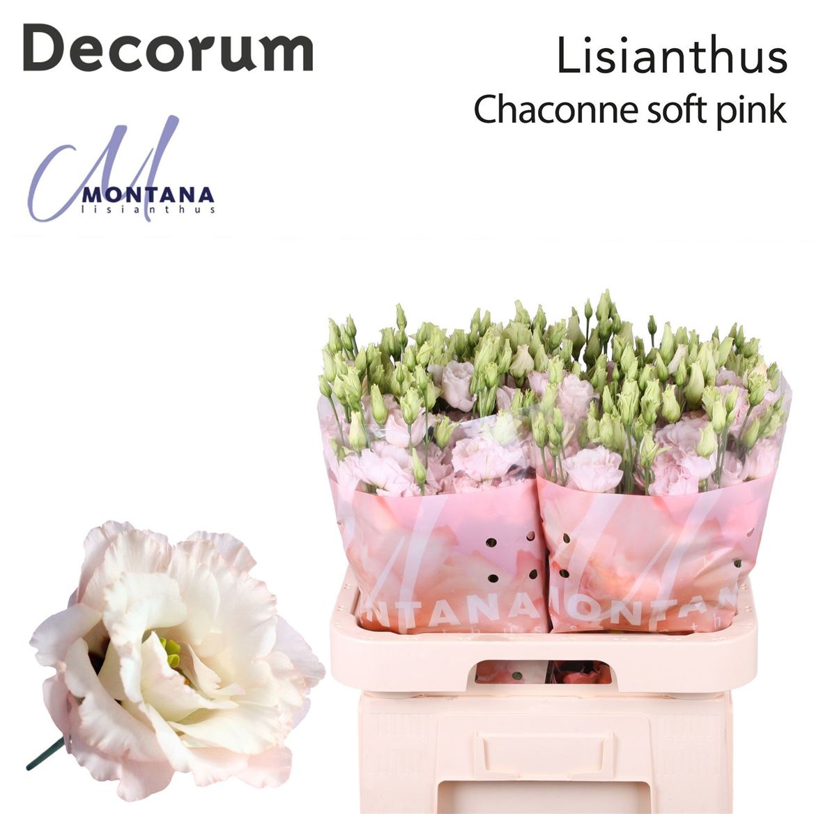 Eustoma Double Chaconne Soft Pink 70cm