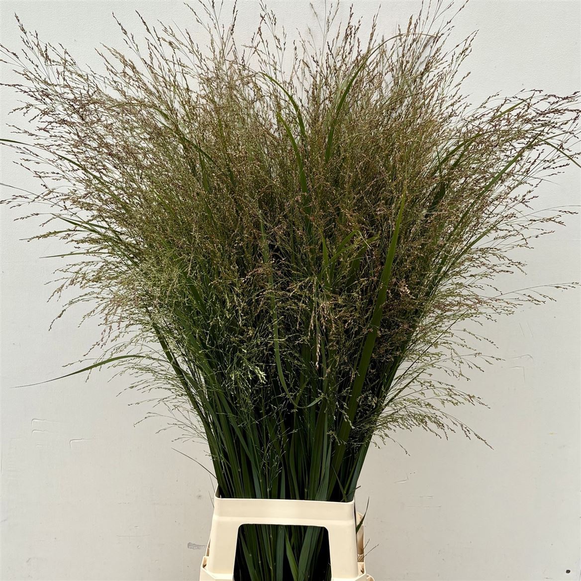 Panicum Northwind 100cm