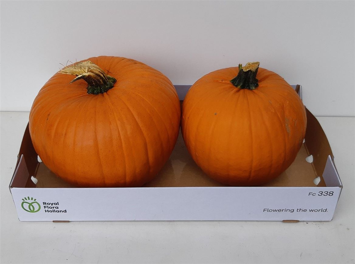 Ornamental Fruits Per Piece