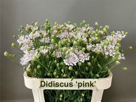 Asst Cutflowers 70cm