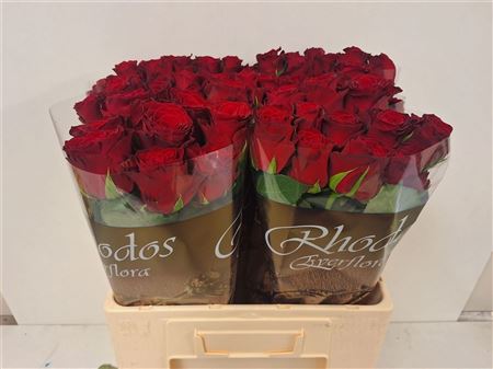 R Gr Rhodos