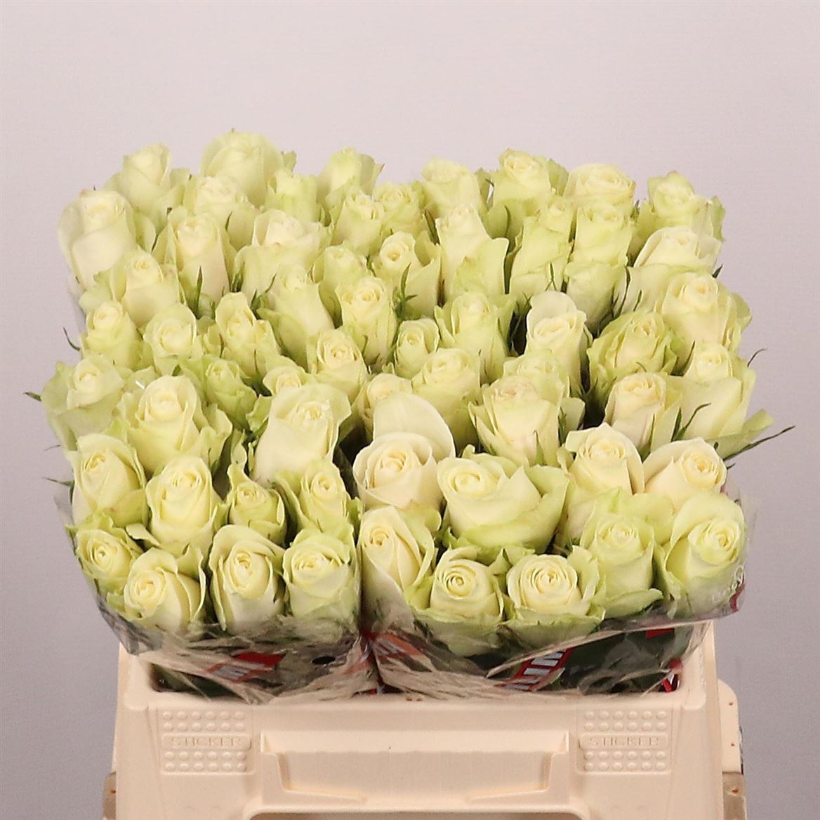 Rosa Athena 40cm
