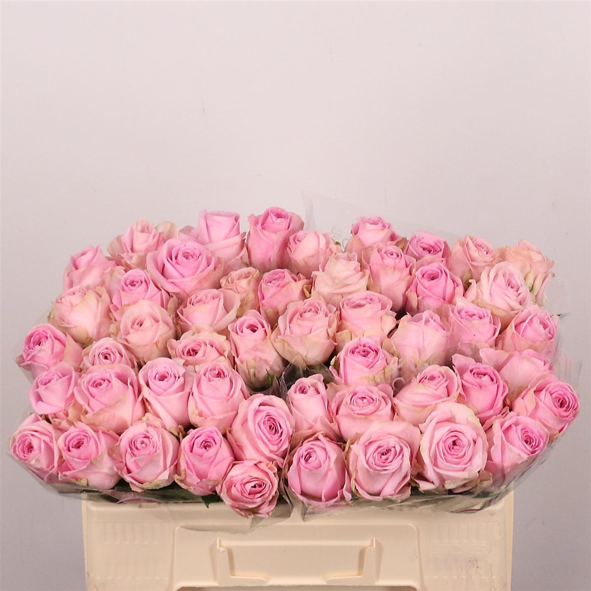 Rosa Heidi! 50cm