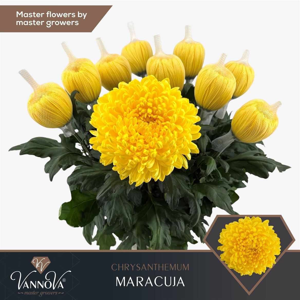 Chrysanth Single Maracuja 70cm 115gr.