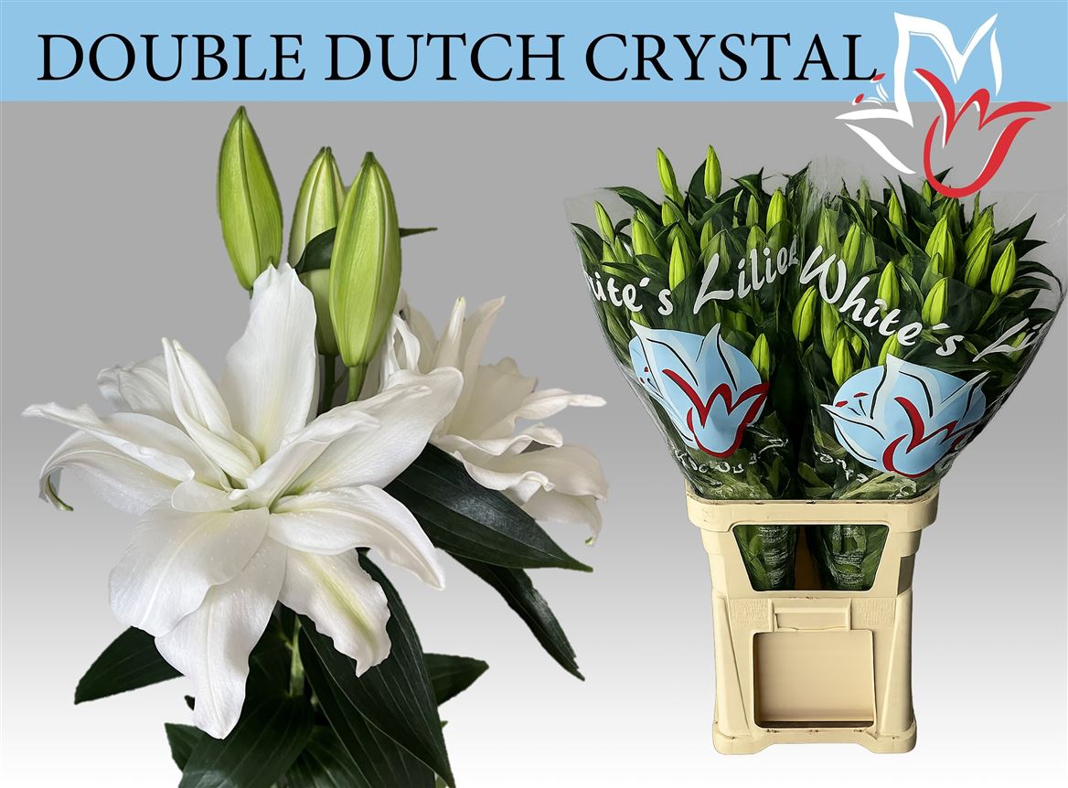 LilY Oriental Double Double Dutch Crystal 80cm 5+