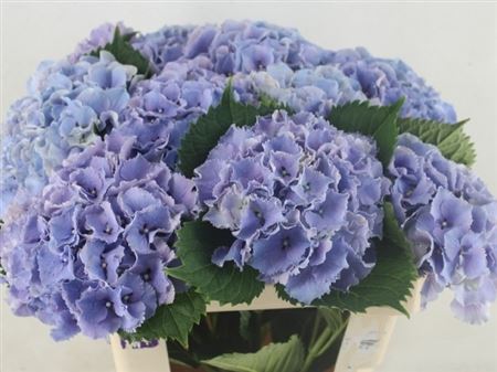 Hydrangea Roy Sunset Bl 80cm 19Ø