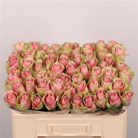 Rosa Belle Rose 50cm