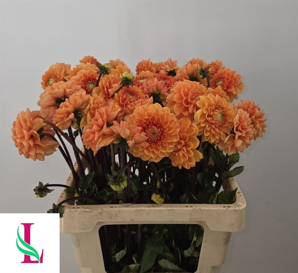 Dahlia Sylvia 60cm