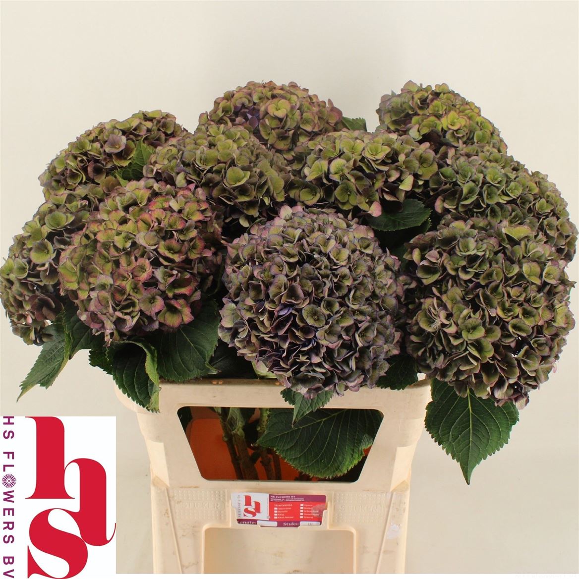 Hydrangea Mon Amour Classic 80cm 18-20cm Hd
