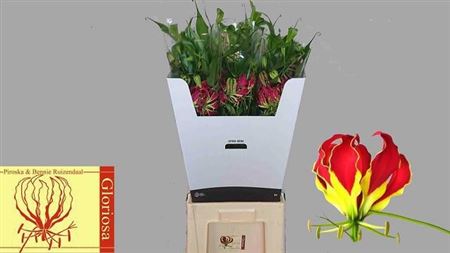 Gloriosa Piroska 80cm