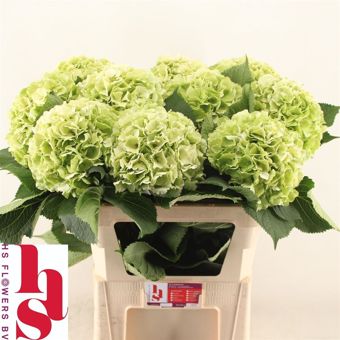 Hydrangea White Verena Classic 80cm 20-22cm Hd
