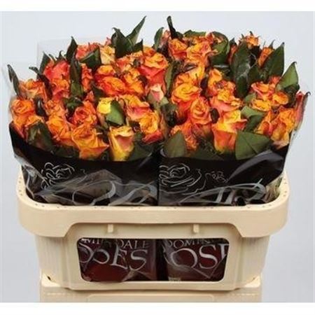 Rosa Easy Fashion 70cm
