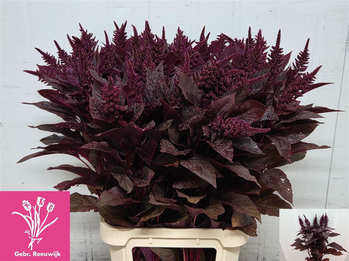 Amaranthus Cruentus Velvet 100cm
