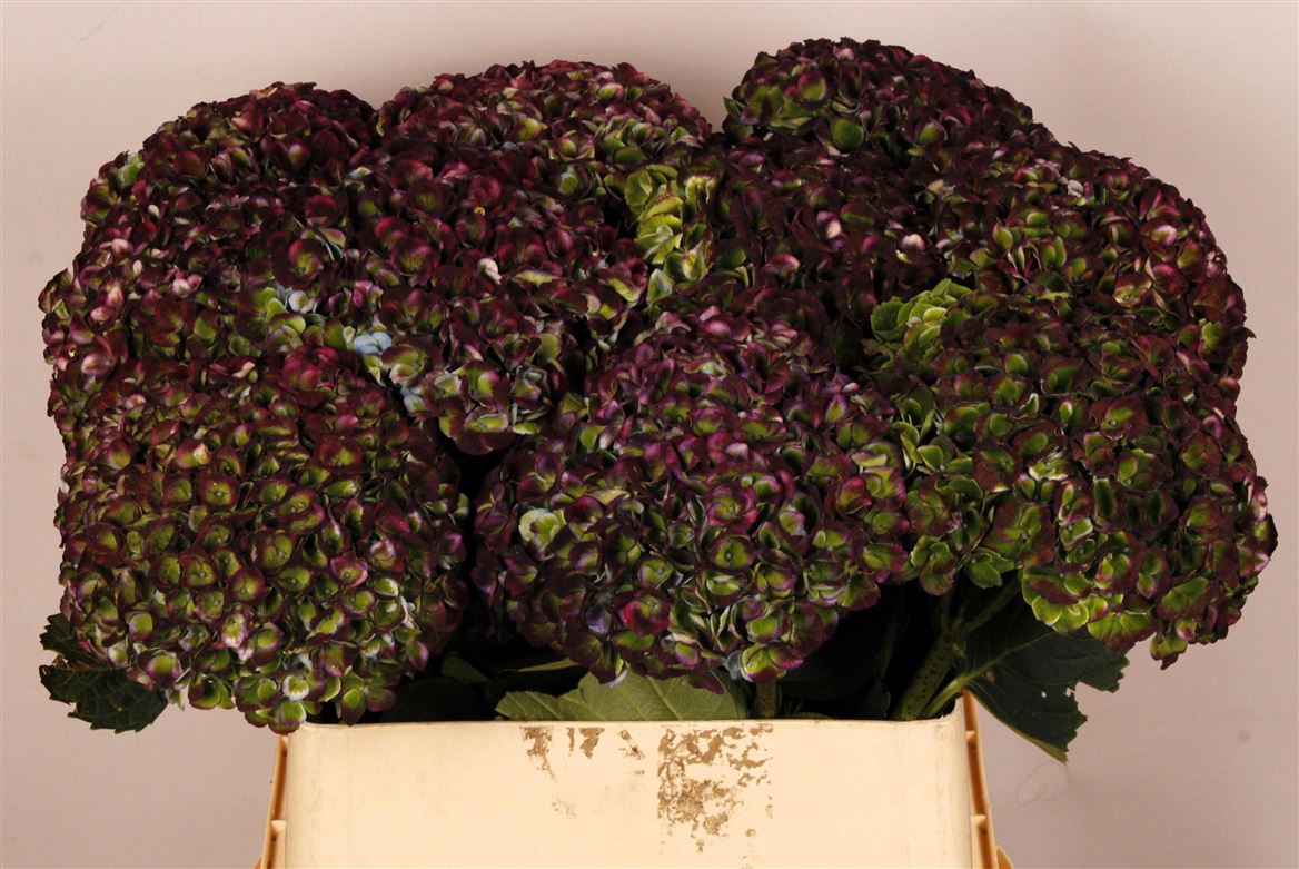 Hydrangea Revolution Classic 80cm 17-19cm Hd