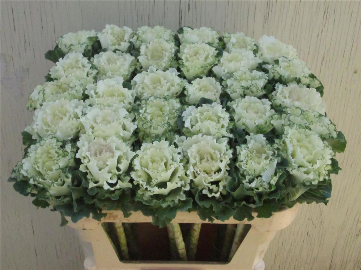 Brassica White Lady 70cm