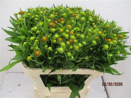 Helenium 70cm