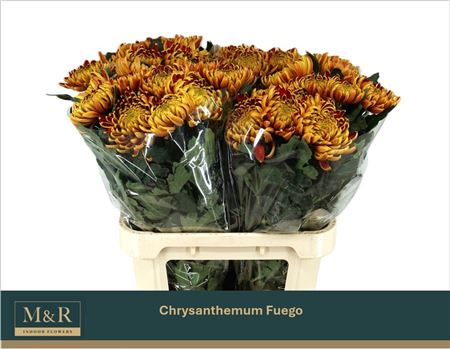 Chrysanth Single Fuego 80cm 75gr.