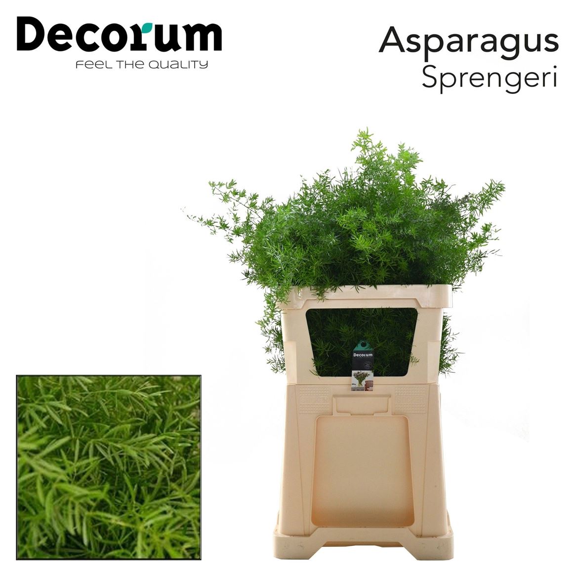 Asparagus Densiflorus Sprengeri 85cm