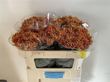 Chrysanth Single Astro 60cm 70gr.