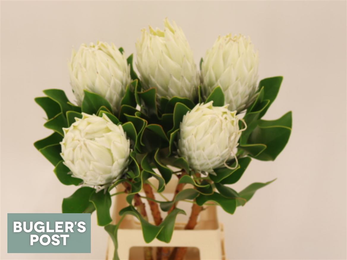 Protea Cynaroides Ayoba Arctic Ice 80cm