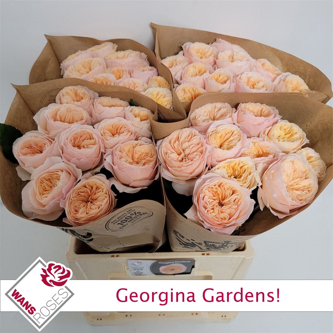 Rosa Georgina Gardens! 60cm