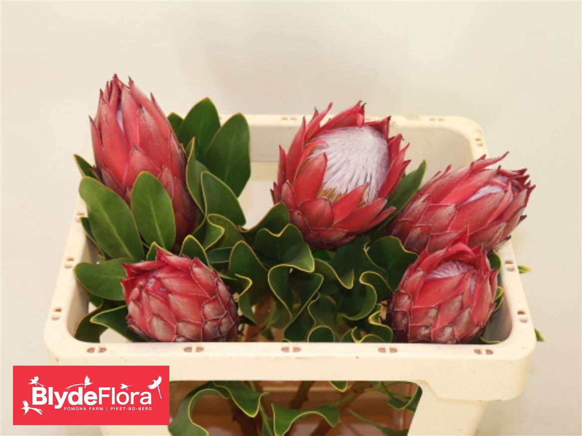 Protea Cynaroides Madiba 50cm