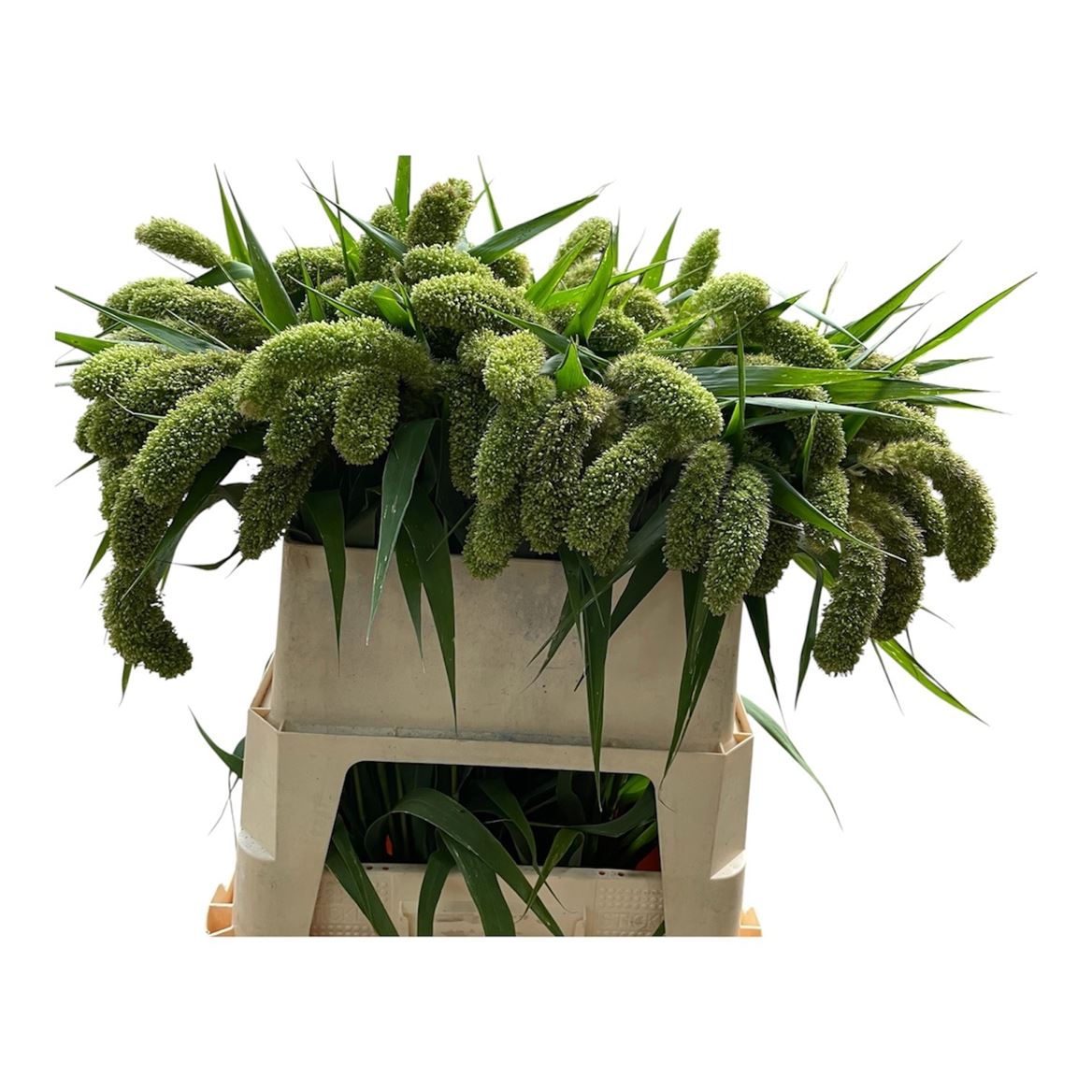 Setaria Italica Volle Melk 80cm