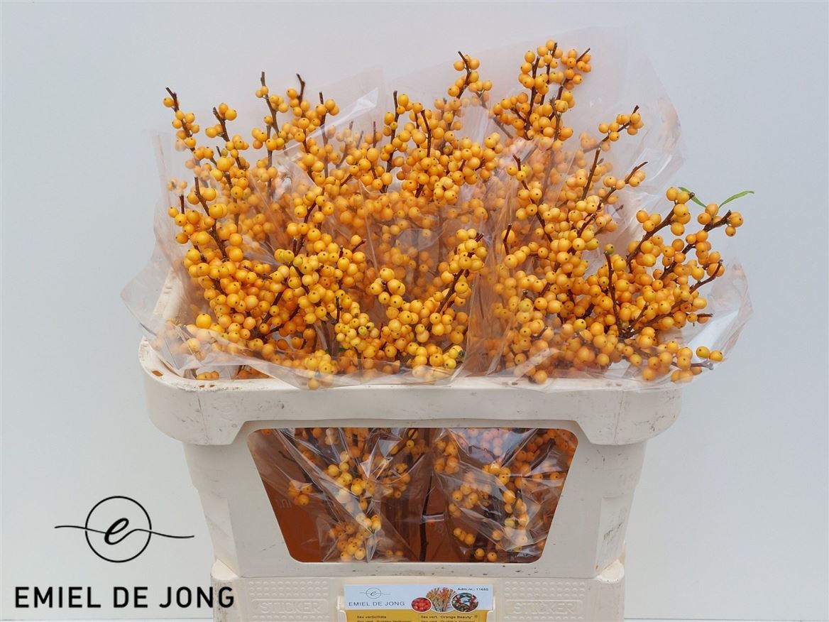 Ilex Verticillata Golden Verboom 70cm